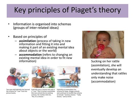 cecis biological theory is similar to piaget